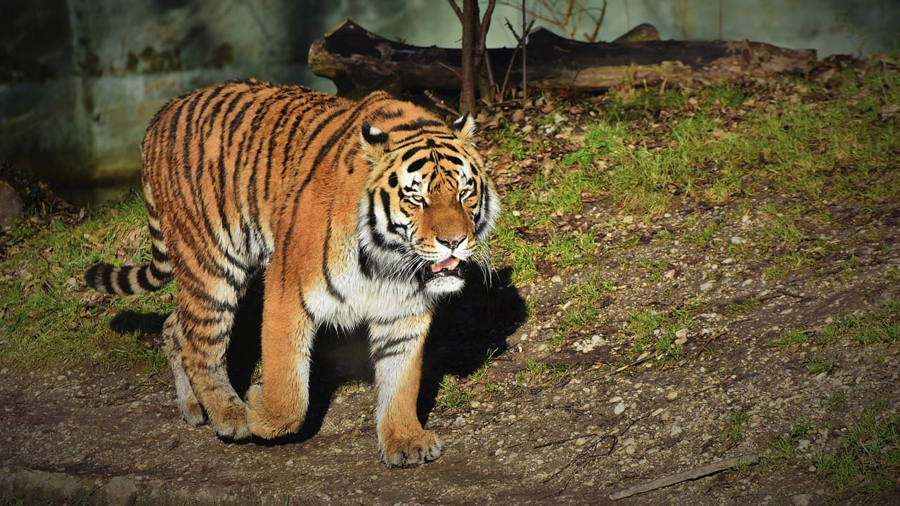అర్ధరాత్రి గ్రామంలో పెద్దపులి స్వైర విహారం.. ఆవులను చంపి విధ్వంసం.. అటవీశాఖ హెచ్చరిక..