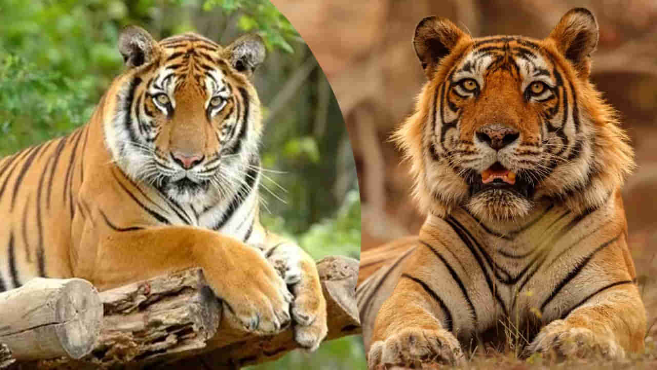 Tiger Census: క్షణం క్షణం భయం భయం.. నట్టడవిలో పులులను ఎలా లెక్కిస్తారో తెలుసా..?