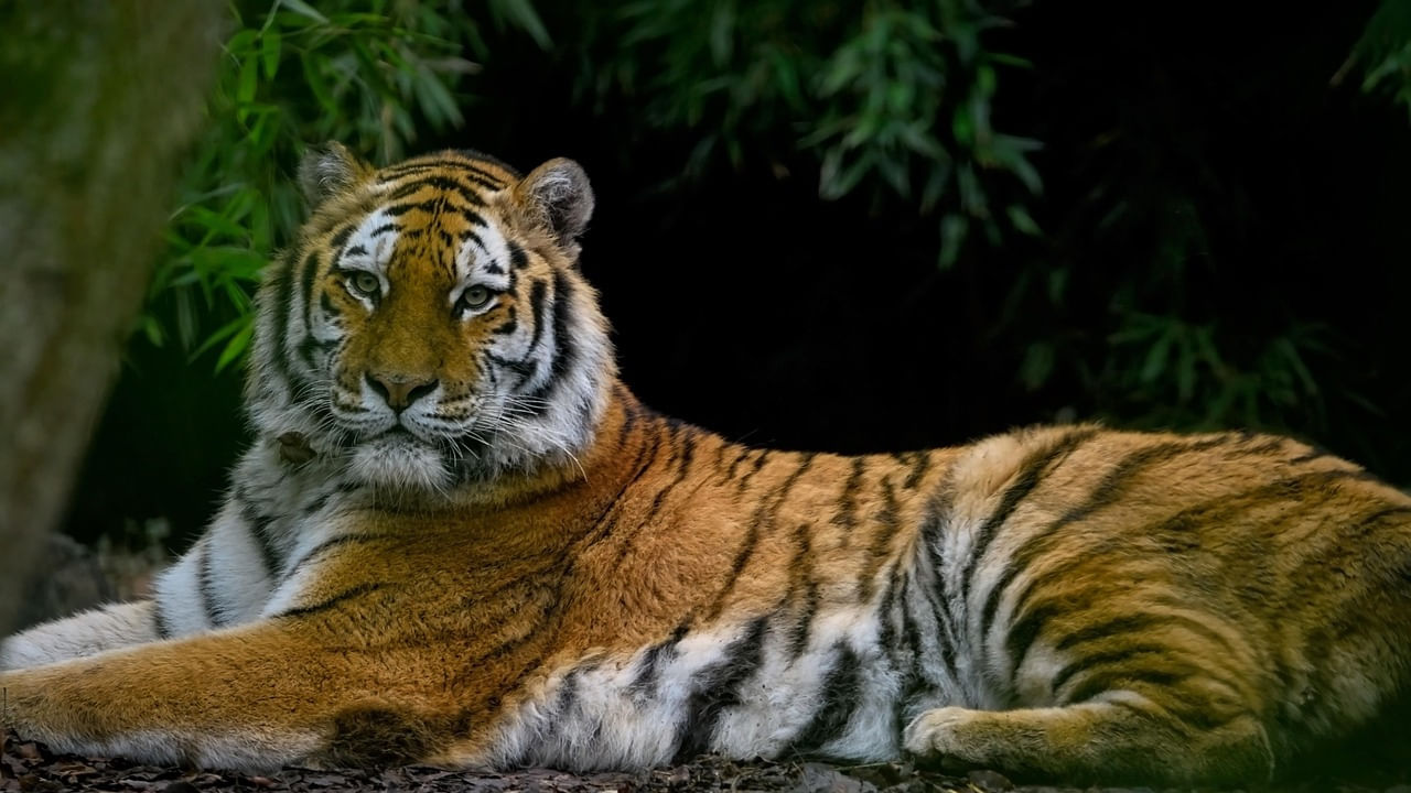 దేశవ్యాప్తంగా పులుల జనాభా అంచనా, ఆవాస పర్యవేక్షణకు పునాది వేసే ఈ శాస్త్రీయ విధానానికి వాలంటీర్లు కచ్చితమైన ఫీల్డ్ డేటాను అందించాలని, అటవీ చట్టాలకు, వన్య ప్రాణులకు గౌరవమివ్వాలని, అర్థవంతమైన సహకారాన్ని అందించాలని వాలంటీర్లను ఆహ్వానించే ఫామ్‌లో పేర్కొంది. డేటా రికార్డింగ్ కోసం M-STrIPES మొబైల్ యాప్‌ను ఎలా వాడాలో చెప్పడంతోపాటు ఫీల్డ్ ప్రొటోకాల్స్‌పై వాలంటీర్లందరికీ శిక్షణ ఇస్తామని తెలిపింది అటవిశాఖ.