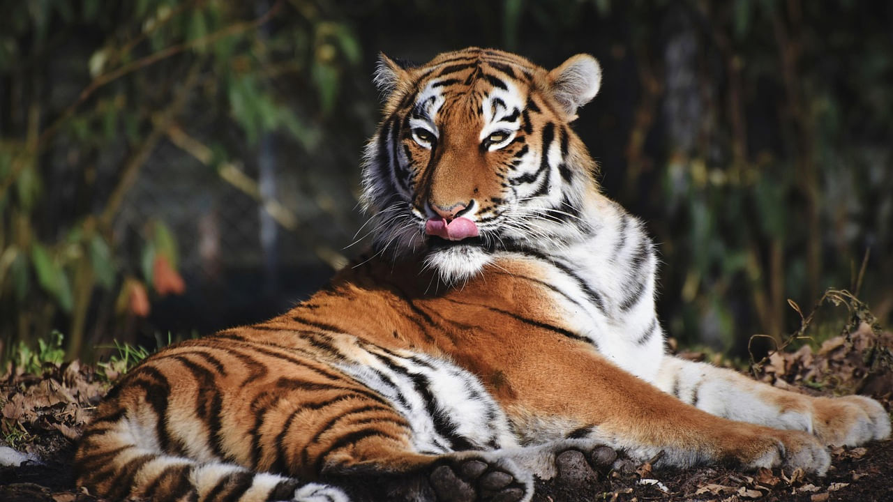 వాలంటీర్లు కచ్చితంగా 7 రోజుల గడువుకు కట్టుబడి ఉండాలి. మధ్యలో వెళ్లడానికి వీలు లేదని.. వాలంటీర్లు స్లీపింగ్ బ్యాగ్‌లు, ట్రెక్కింగ్ షూ తెచ్చుకోవాలని కోరింది. వసతి, ఆహారం, ఫీల్డ్ ట్రాన్స్‌పోర్టు మాత్రం అటవీ విభాగమే చూసుకుంటుందని తెలిపింది. రాష్ట్రంలో పులుల లెక్కింపు ప్రక్రియకు అధికారులు అన్ని ఏర్పాట్లు చేస్తున్నారు. నవంబర్ నుంచి పులుల గణన ప్రారంభించనున్నారు. నిజానికి 2026లో గణన మొదలు పెట్టాల్సి ఉండగా.. చలికాలంలో అనుకూల పరిస్థితుల కారణంగా.. పెద్దపులులు, ఇతర జంతువుల సంచారం గణనీయంగా పెరగనున్నాయి.