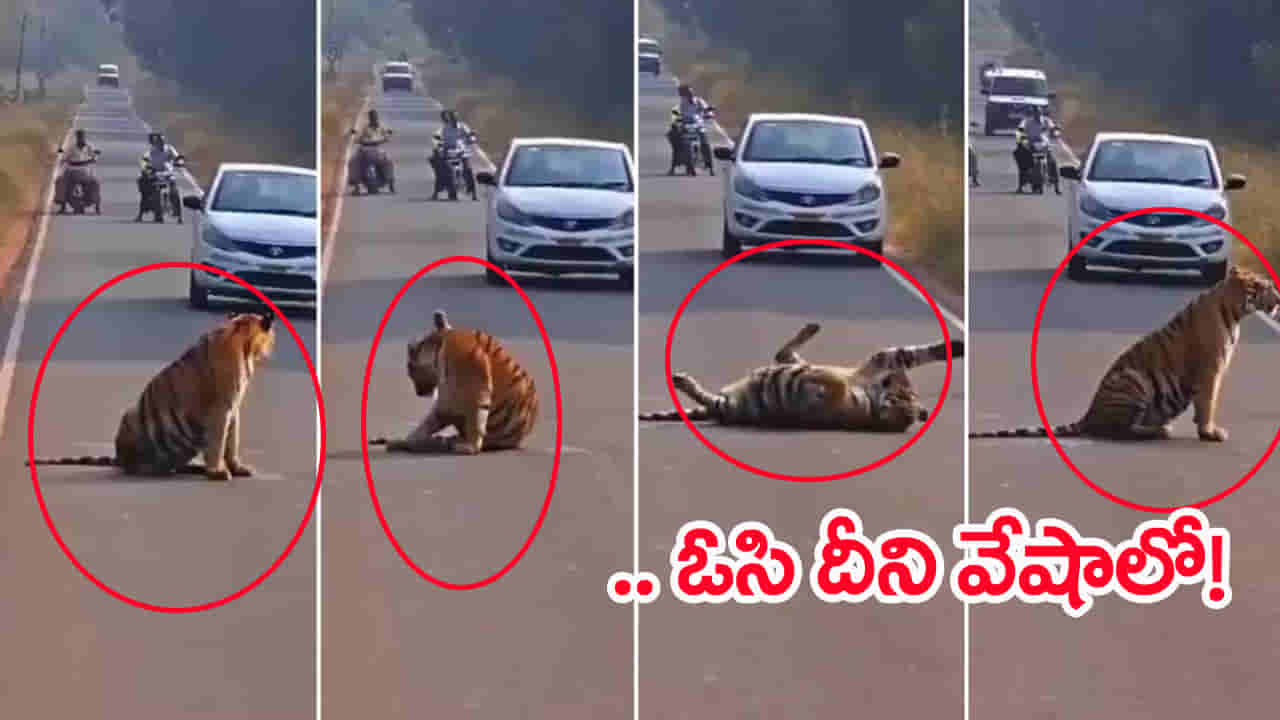 Viral Vide: హైవేపై రిలాక్స్ మోడ్‌లో పెద్ద పులి.. గంటలపాటు నిలిచిపోయిన ట్రాఫిక్‌! ఆ తర్వాత సీన్ ఇదే