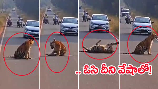 Viral Vide: హైవేపై రిలాక్స్ మోడ్లో పెద్ద పులి.. గంటలపాటు నిలిచిపోయిన ట్రాఫిక్! ఆ తర్వాత సీన్ ఇదే