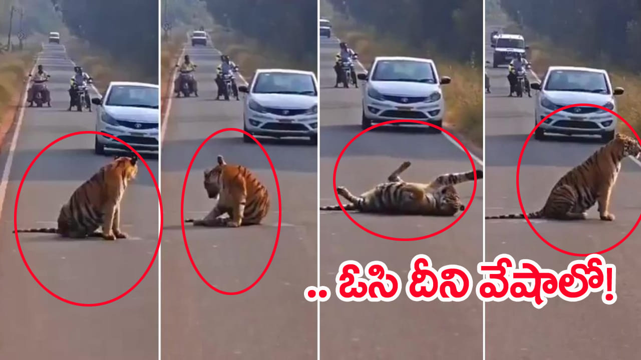 Viral Vide: హైవేపై రిలాక్స్ మోడ్‌లో పెద్ద పులి.. గంటలపాటు నిలిచిపోయిన ట్రాఫిక్‌! ఆ తర్వాత సీన్ ఇదే
