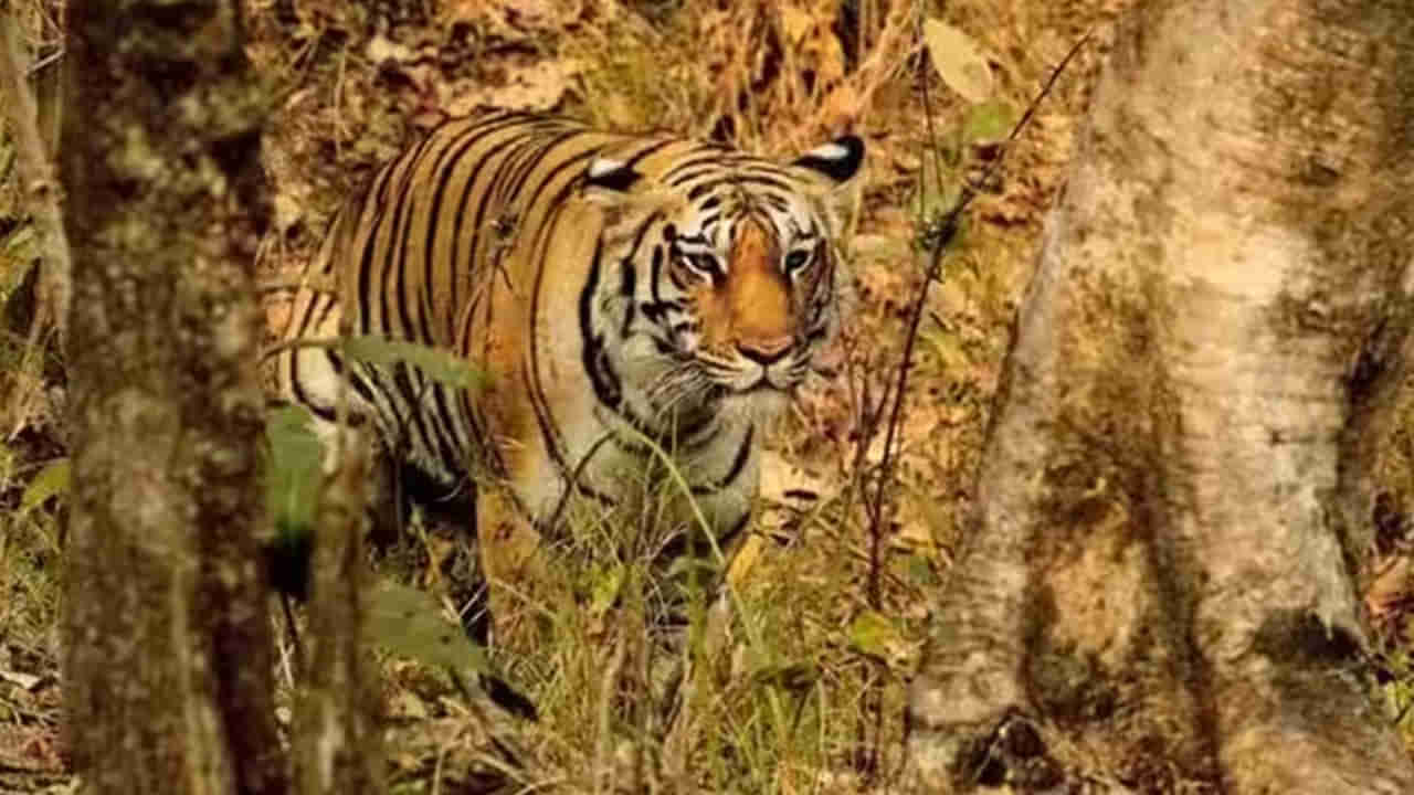 Telangana: వారం రోజులు అడవిలో క్యాంపింగ్ వేస్తూ.. పులులను లెక్కించే చాన్స్.. ఇలా చేయండి..