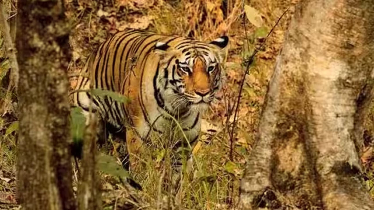 Telangana: వారం రోజులు అడవిలో క్యాంపింగ్ వేస్తూ.. పులులను లెక్కించే చాన్స్.. ఇలా చేయండి..