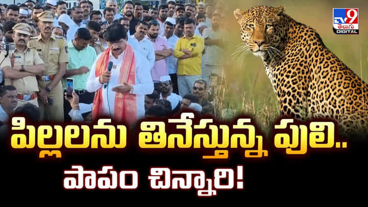 పిల్లలను తినేస్తున్న పులి.. పాపం చిన్నారి పిల్లలను తినేస్తున్న పులి.. పాపం చిన్నారి