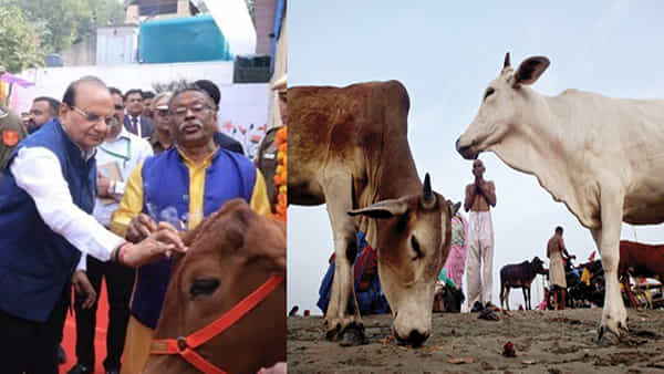 జైలులో ఒంటరిగా ఉన్నామన్న ఫీలింగ్ ఉండదు ఇక.. ఖైదీలకు గో థెరపీ.. జీవనోపాధి సైతం..