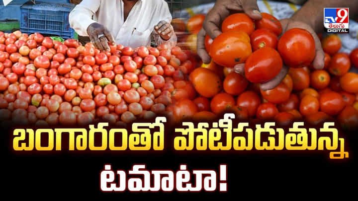 Tomato Price: బంగారంతో పోటీపడుతున్న టమాటా.. బాబోయ్.. ఏంటి ఆ ప్రైజ్ Tomato Price: బంగారంతో పోటీపడుతున్న టమాటా.. బాబోయ్.. ఏంటి ఆ ప్రైజ్