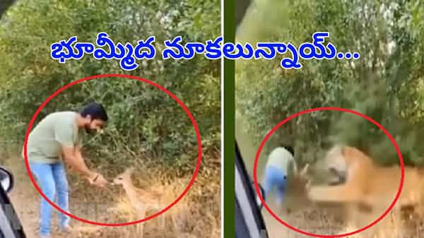 తమ్ముడికి భూమ్మీద నూకలున్నాయ్...పులి నోటికి చిక్కినట్టే చిక్కి తప్పించుకున్నాడు..