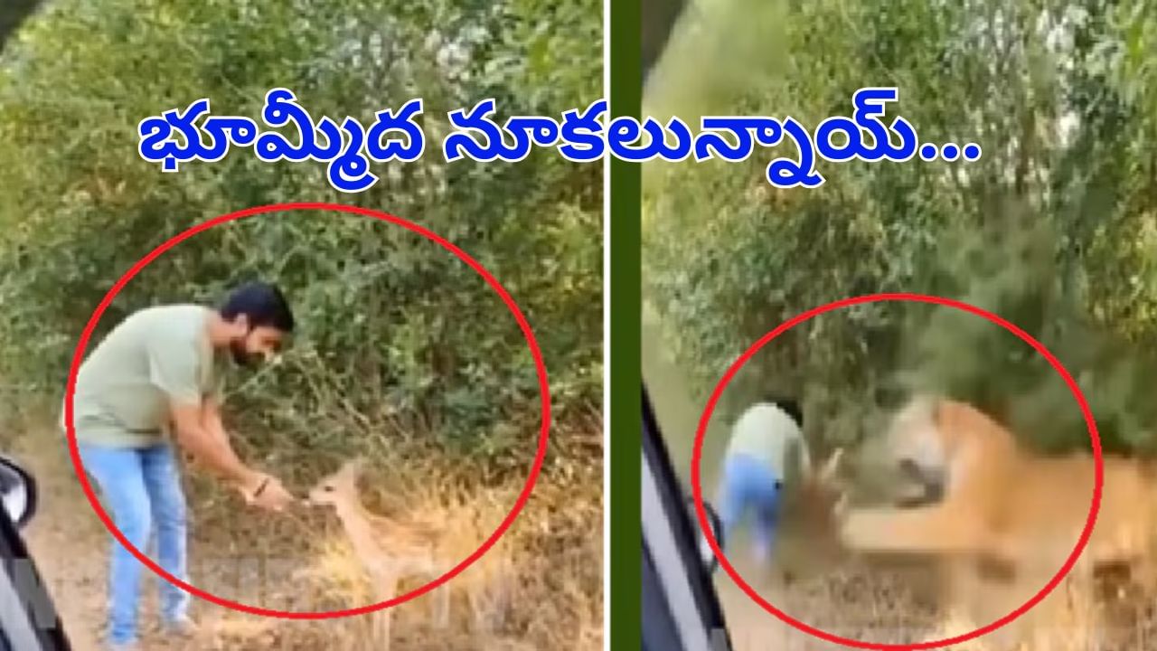 తమ్ముడికి భూమ్మీద నూకలున్నాయ్‌...పులి నోటికి చిక్కినట్టే చిక్కి తప్పించుకున్నాడు..