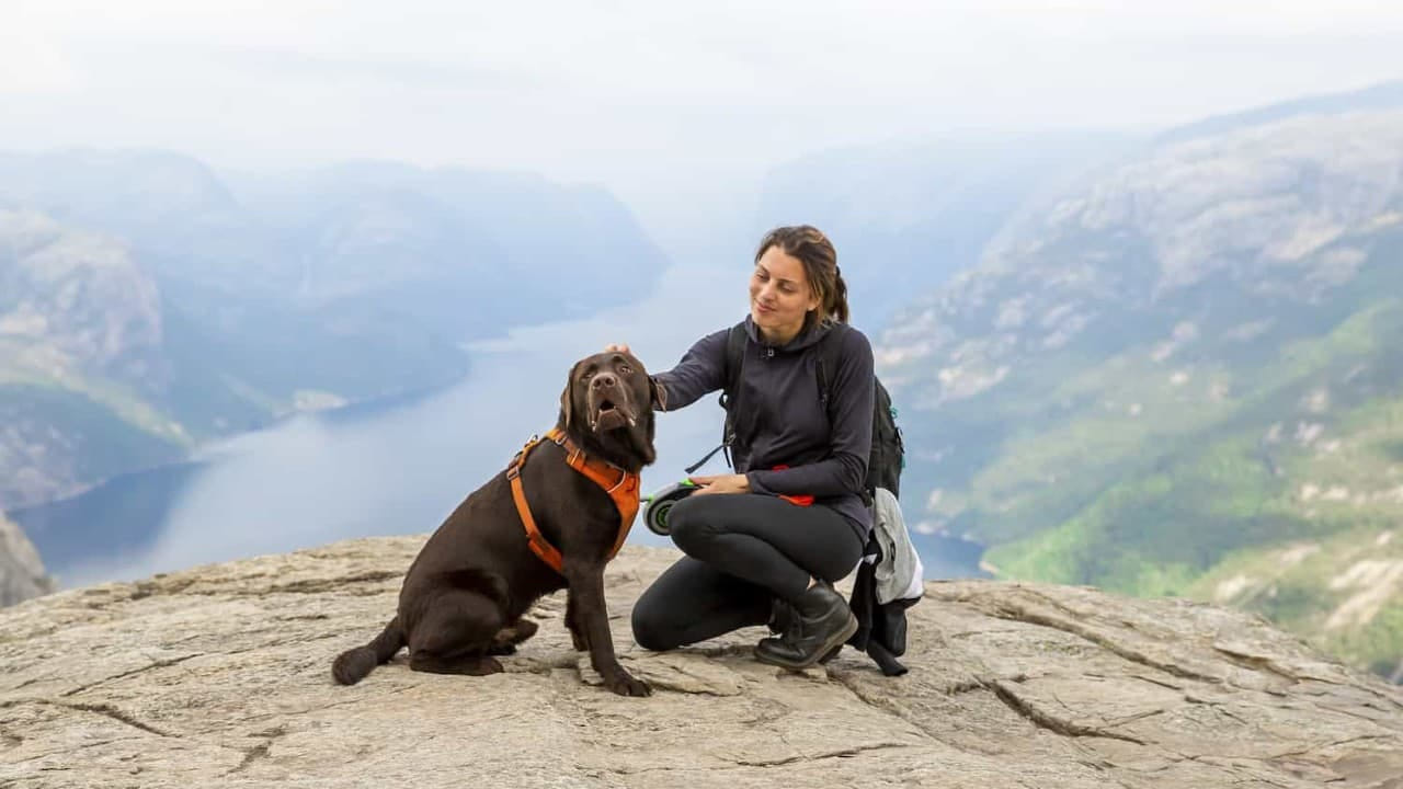 మీ పెంపుడు జంతువు రోజులో ఎంత నీరు తీసుకుంటుందో ట్రాక్ చేయాలి. అది పదేపదే నీరు అడుగుతున్నట్లు మీరు గమనిస్తే మధుమేహం లేదా మూత్రపిండాల సమస్య ఉందేమో టెస్ట్ చేయించాలి. అలాగే మీ పెంపుడు జంతువు తరచుగా మూత్రవిసర్జన చేస్తుందో లేదో గమనించాలి. ఆకలి తగ్గడం, కళ్లు మసకబారినట్లు కనిపించడం వంటి లక్షణాలు కనిపిస్తే వైద్యుడిని సంప్రదించడం మంచిది.