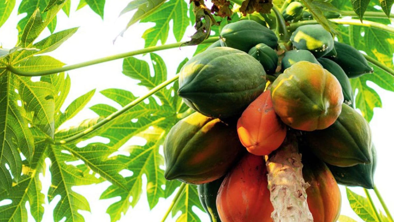 Tree Of Papaya