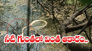 Telangana: ఊట నీటి గుంతలో వింత చప్పుళ్లు.. ఏంటా అని కెమెరా‌కు పని చెప్పగా.. అయ్యబాబోయ్.!