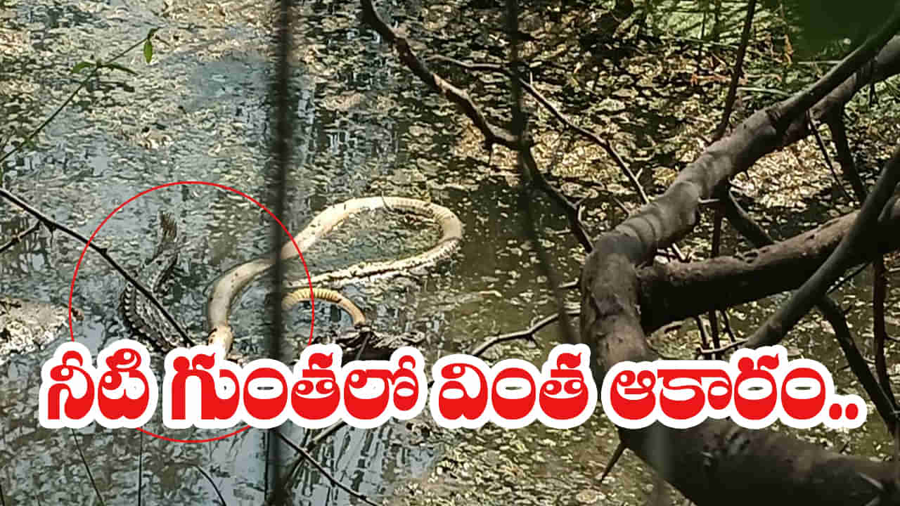 Telangana: ఊట నీటి గుంతలో వింత చప్పుళ్లు.. ఏంటా అని కెమెరాకు పని చెప్పగా.. అయ్యబాబోయ్.!