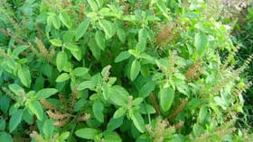 తులసి మొక్కకు అస్సలే సమర్పించకూడని నైవేద్యాలు ఇవే!