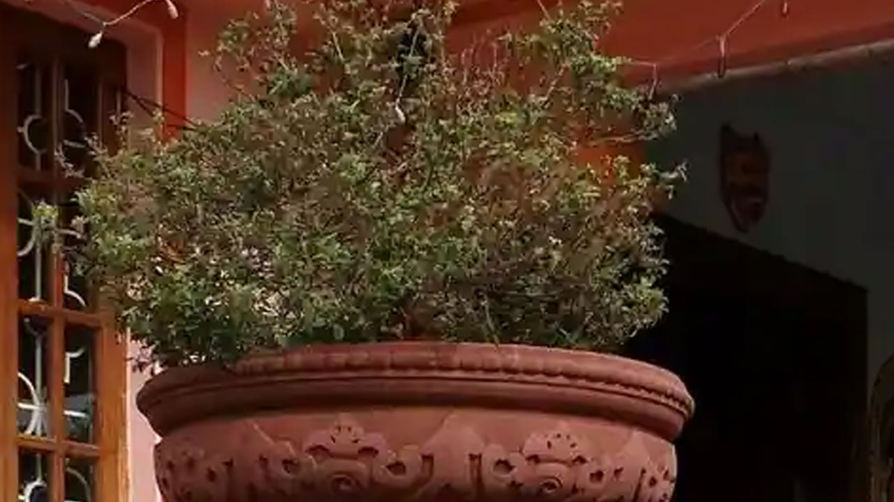 తులసి నిమజ్జనం : చాలా మంద తులసి మొక్క ఎండిపోయిన తర్వాత దానిని పడేస్తుంటారు. కొందరు కాల్చి వేస్తారు. కానీ అలా చేయకూడదంట. ఎండిన తులసి మొక్కను ఎవరైతే నది లేదా, చెరువులో నిమజ్జనం చేస్తారో, దాని వలన వారికి అష్టైశ్వార్యాలు కలుగుతాయంట. ఒక వేళ ఎండిన తులసి మొక్కను అపవిత్ర ప్రదేశాల్లో పారెయ్యడం వలన అది చాలా సమస్యలను తీసుకొస్తుందంట.