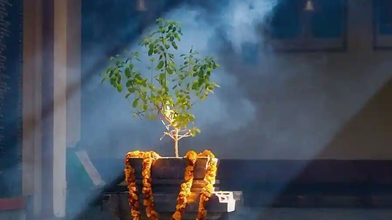 వాస్తు శాస్త్రం ప్రకారం, ఎండిన తులసి కూడ చాలా పవిత్రమైనది. అయితే ఆ తులసి మొక్క కొమ్మలను యజ్ఞం కోసం, అగ్ని యాగం కోసం ఉపయోగించాలంట. ఎండిన తులసి కొమ్మలను హవన అగ్ని కోసం ఉపయోగించడం వలన దాని నుంచి వెలువడే పొగ పర్యావరణాన్ని శుద్ధి చేస్తుందని, ఇంటిలోకి శాంతిని తీసుకొస్తుందని చెబుతున్నారు పండితులు.