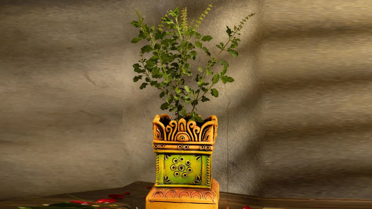 జ్యోతిష్య శాస్త్రంలో వాస్తు శాస్త్రానికి చాలా ప్రాముఖ్యత ఉంటుంది. చాలా మంది వాస్తు విషయంలో చాలా జాగ్రత్తగా ఉంటారు. అయితే ఇంటిలో ప్రతి ఒక్కరూ తులసి మొక్కను పూజిస్తుంటారు. ఇక తులసి మొక్క ఎండిపోతే, చాలా మంది భయపడి పోతుంటారు. తులసి ఎండిపోతే, ఏదో నష్టం వాటిల్లుతుంది, కీడు జరుగుతుందని భయపడి పోతుంటారు. కానీ ఎండిన తులసి మొక్క వలన కూడా లక్ష్మీదేవి ఆశీస్సులు పొంది, ఇంటిలో సంపద పెంచుకోవచ్చునంట. అది ఎలాగో ఇప్పుడు తెలుసుకుందాం.