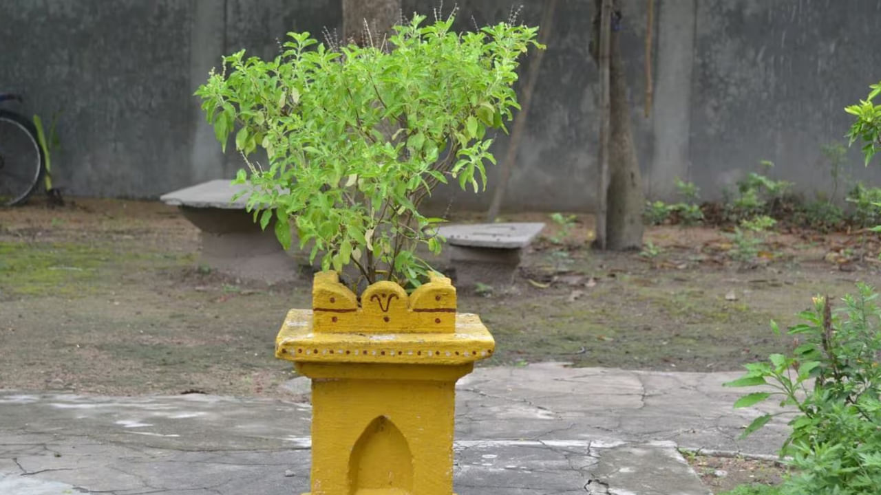 ఇంట్లో ఖాళీ స్థలం ఉంటే ఆ స్థలంలో మనం తులసి మొక్క నుంచి సేకరించిన గింజలను చల్లినట్లయితే ఎన్నో తులసి మొక్కలు పెరిగి క్రమేణా తులసి వనం ఏర్పడుతుంది.ఈ తులసి వనం మీద నుంచి వచ్చే గాలి ఎన్నో ఔషధ గుణాలు కలిగి ఉంటుంది. తలనొప్పి, గొంతు నొప్పి జలుబుతో బాధపడే వారు తులసి ఆకులు నీటిలో మరిగించి తాగితే ఉపశమనం కలుగుతుంది.