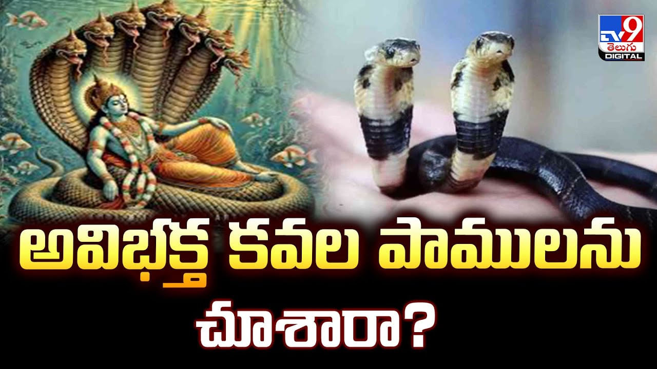 అవిభక్త కవల పాములను చూశారా ?? అవిభక్త కవల పాములను చూశారా ??