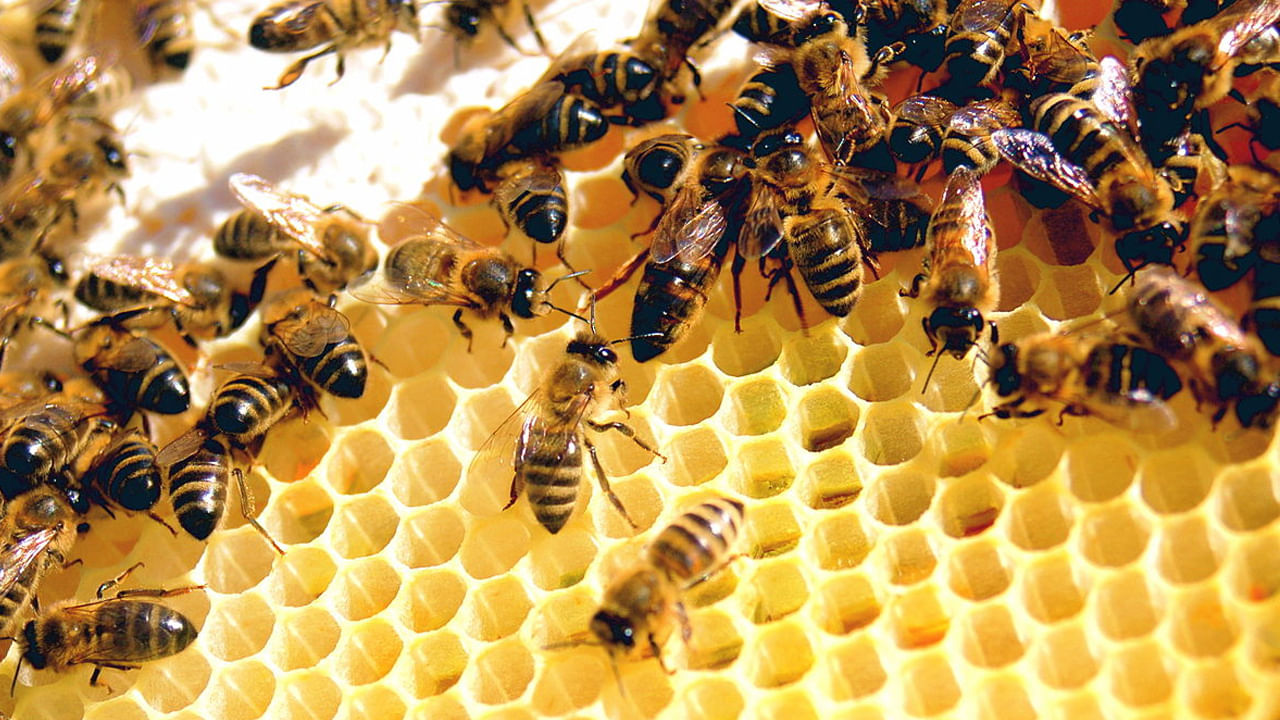 ఒక సంవత్సరం కంటే తక్కువ వయస్సు ఉన్న పిల్లలకు తేనె ఇవ్వడం అస్సలు ఇవ్వకూడదు. ఎందుకంటే ప్రాసెస్ చేయని తేనెలో తేనెటీగ కుట్టడం, చిన్న కీటకాలు, పురుగుమందులు, రసాయనాలు ఉండవచ్చు, ఇవి పిల్లలలో వాంతులు, వికారం, జ్వరానికి కారణమవుతాయి. కాబట్టి పిల్లలకు తేనెను ఇచ్చేముందు వైద్యులను సంప్రదించండి