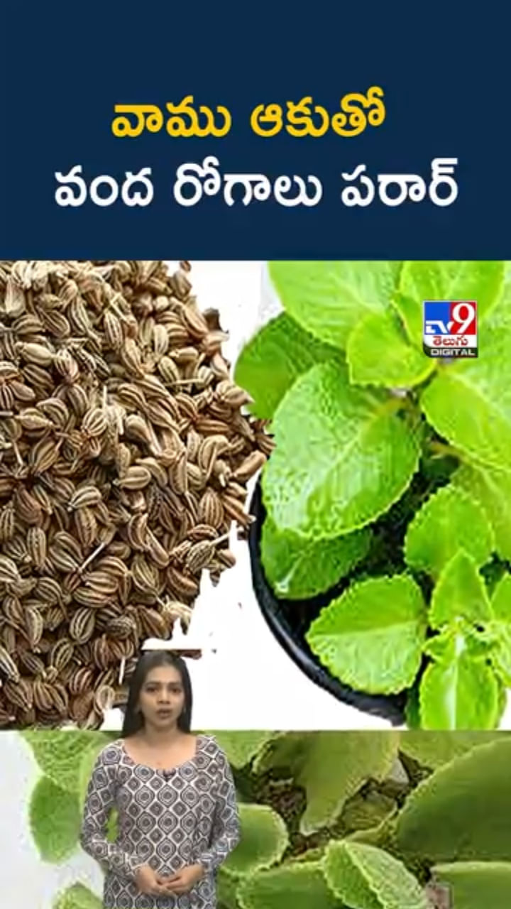 ఈ ఒక్క ఆకుతో వంద రోగాలు పరార్.. రోజూ తింటే అద్భుతమే..!