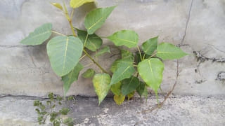 Astrology: ఇక ఆ రాశుల వారికి ఆదాయం, అధికారం ఖాయం..! ఇందులో మీ రాశి ఉందా?