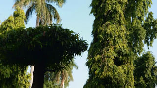 Rudraksha Benefits: ఈ రుద్రాక్షతో మీ లైఫ్ ఛేంజ్! సాక్షాత్తు బ్రహ్మ స్వరూపం మీ అదృష్టాన్ని ఎలా మారుస్తుందంటే..