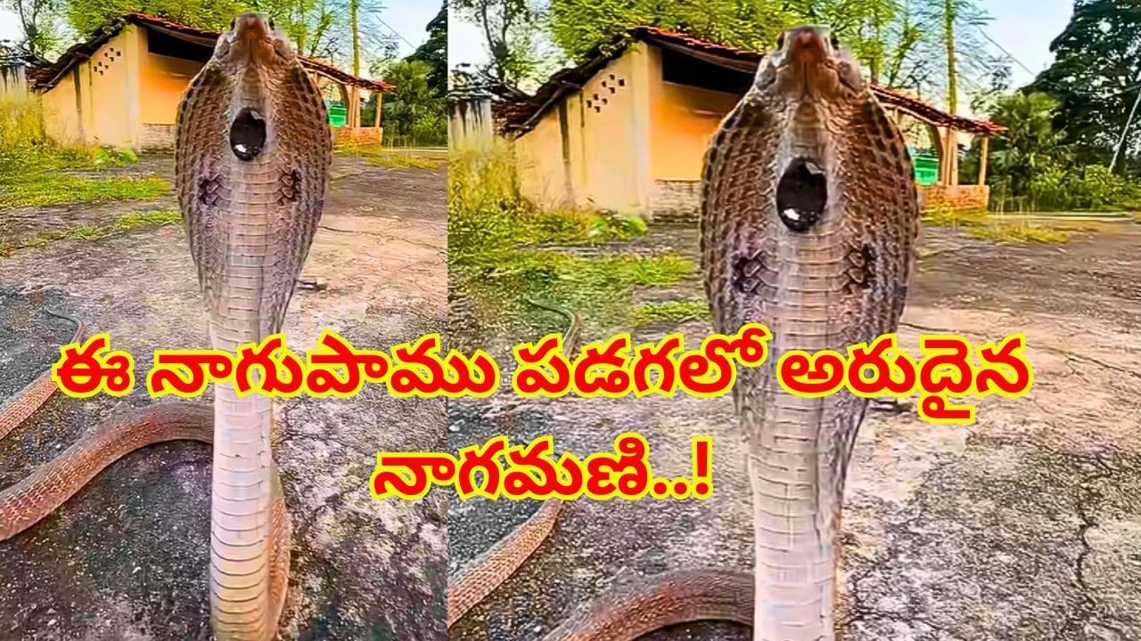 నిటారుగా నిలబడి బుసలు కొడుతున్న నాగుపాము.. పడగలో అరుదైన నాగమణి.. దూరం నుండి చూసినా.. నిటారుగా నిలబడి బుసలు కొడుతున్న నాగుపాము.. పడగలో అరుదైన నాగమణి.. దూరం నుండి చూసినా..