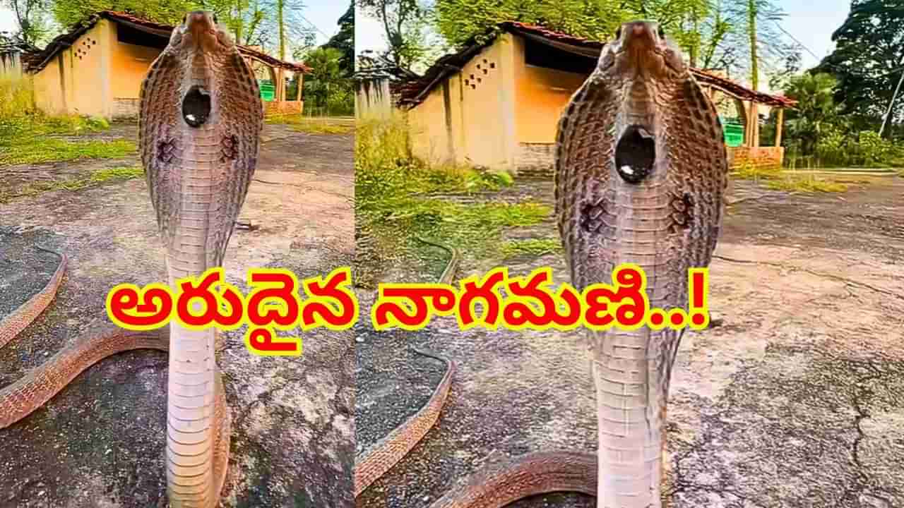 నిటారుగా నిలబడి బుసలు కొడుతున్న నాగుపాము.. పడగలో అరుదైన నాగమణి.. దూరం నుండి చూసినా..