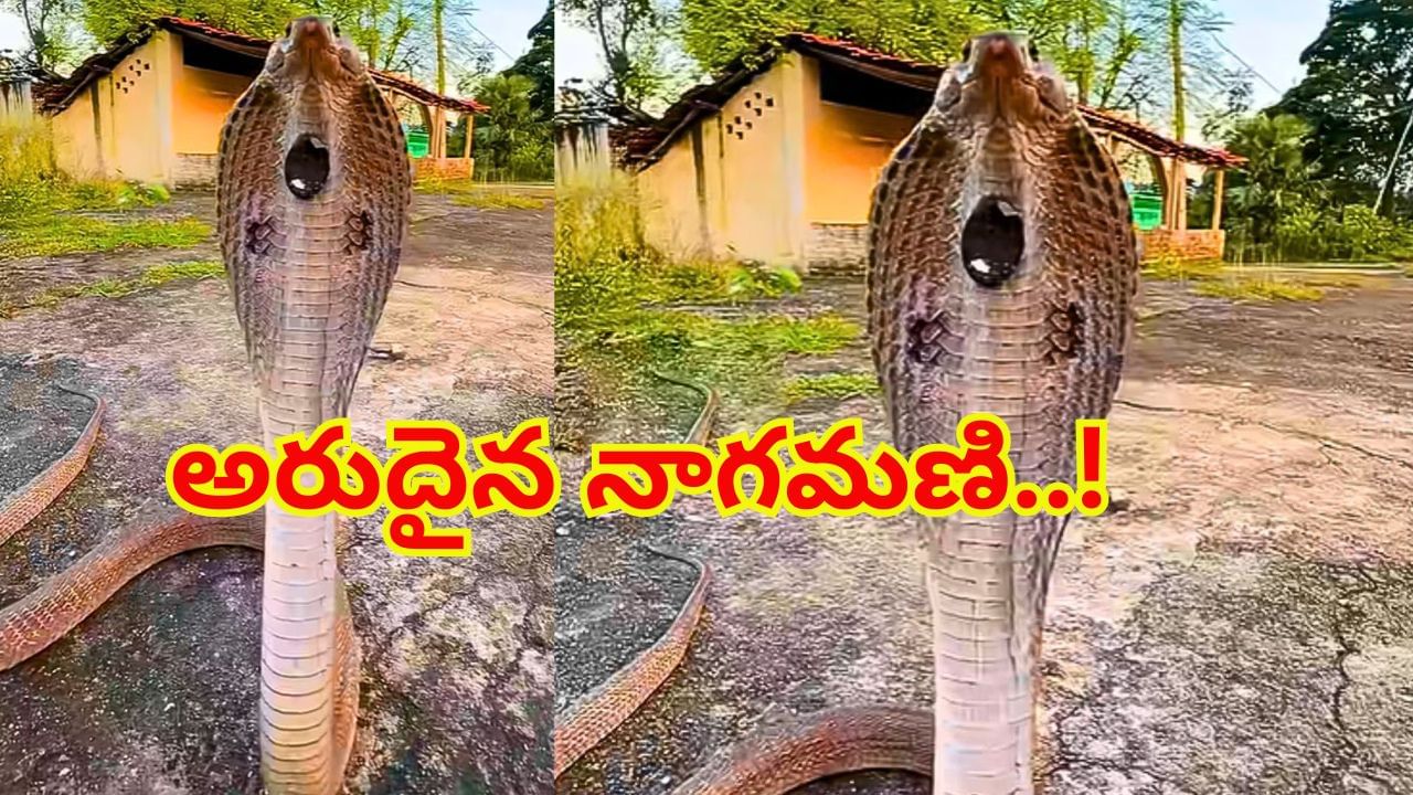 నిటారుగా నిలబడి బుసలు కొడుతున్న నాగుపాము.. పడగలో అరుదైన నాగమణి.. దూరం నుండి చూసినా..