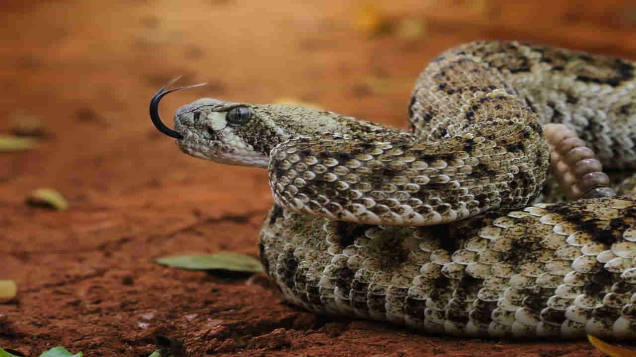 Watch Video: 8వ తరగతి బాలుడిని కాటేసిన రక్త పింజరి.. ఆ తర్వాత ఏం జరిగిందంటే? వీడియో