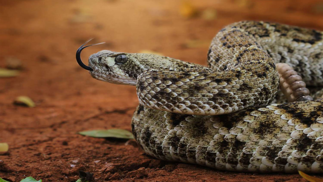 Watch Video: 8వ తరగతి బాలుడిని కాటేసిన రక్త పింజరి.. ఆ తర్వాత ఏం జరిగిందంటే? వీడియో