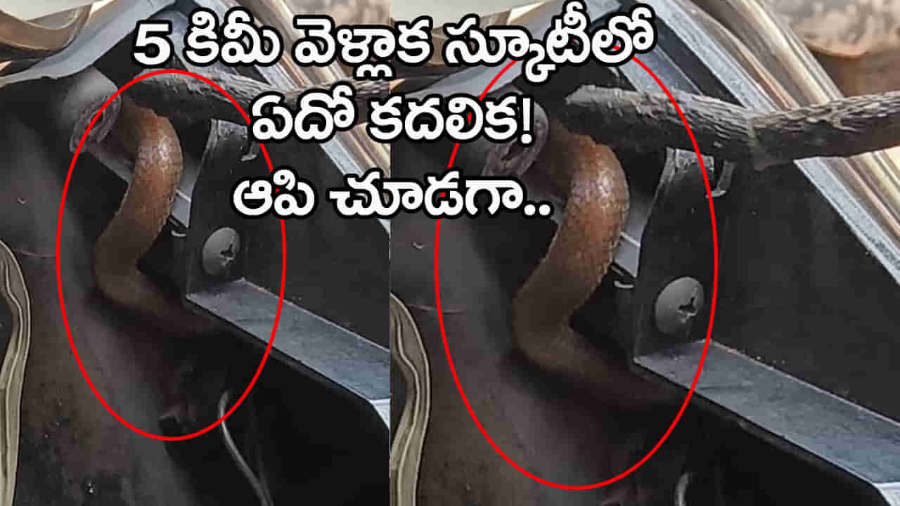 బాబోయ్.. స్కూటర్లోకి ఎలా వెళ్లావ్ బాస్! టీచరమ్మ గుండె ధైర్యం గట్టిదే..