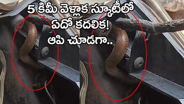 బాబోయ్.. స్కూటర్లోకి ఎలా వెళ్లావ్ బాస్! టీచరమ్మ గుండె ధైర్యం గట్టిదే..