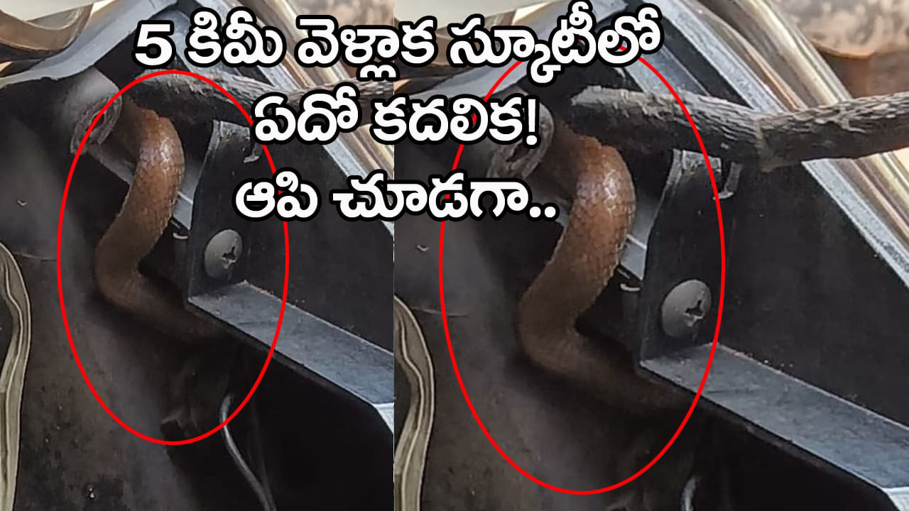 బాబోయ్‌.. స్కూటర్‌లోకి ఎలా వెళ్లావ్‌ బాస్! టీచరమ్మ గుండె ధైర్యం గట్టిదే..