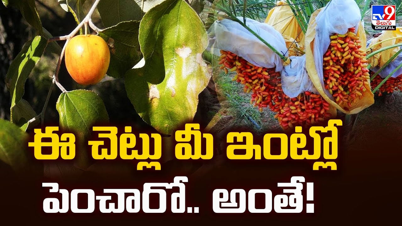 ఈ చెట్లు మీ ఇంట్లో పెంచారో.. అంతే వీడియో ఈ చెట్లు మీ ఇంట్లో పెంచారో.. అంతే వీడియో