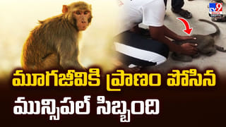 దమ్ముంటే గేటు దాటు.. పాము Vs మూడు పిల్లుల వీడియో