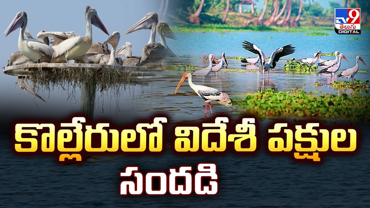 కొల్లేరులో విదేశీ పక్షుల సందడి.. చూడడానికి రెండు కళ్లూ చాలవు వీడియో