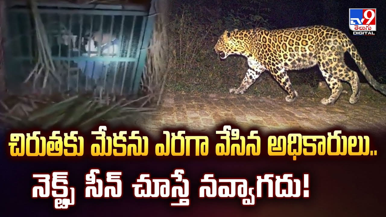 చిరుతకు మేకను ఎరగా వేసిన అధికారులు..నెక్ట్స్‌ సీన్‌ చూస్తే నవ్వాగదు వీడియో