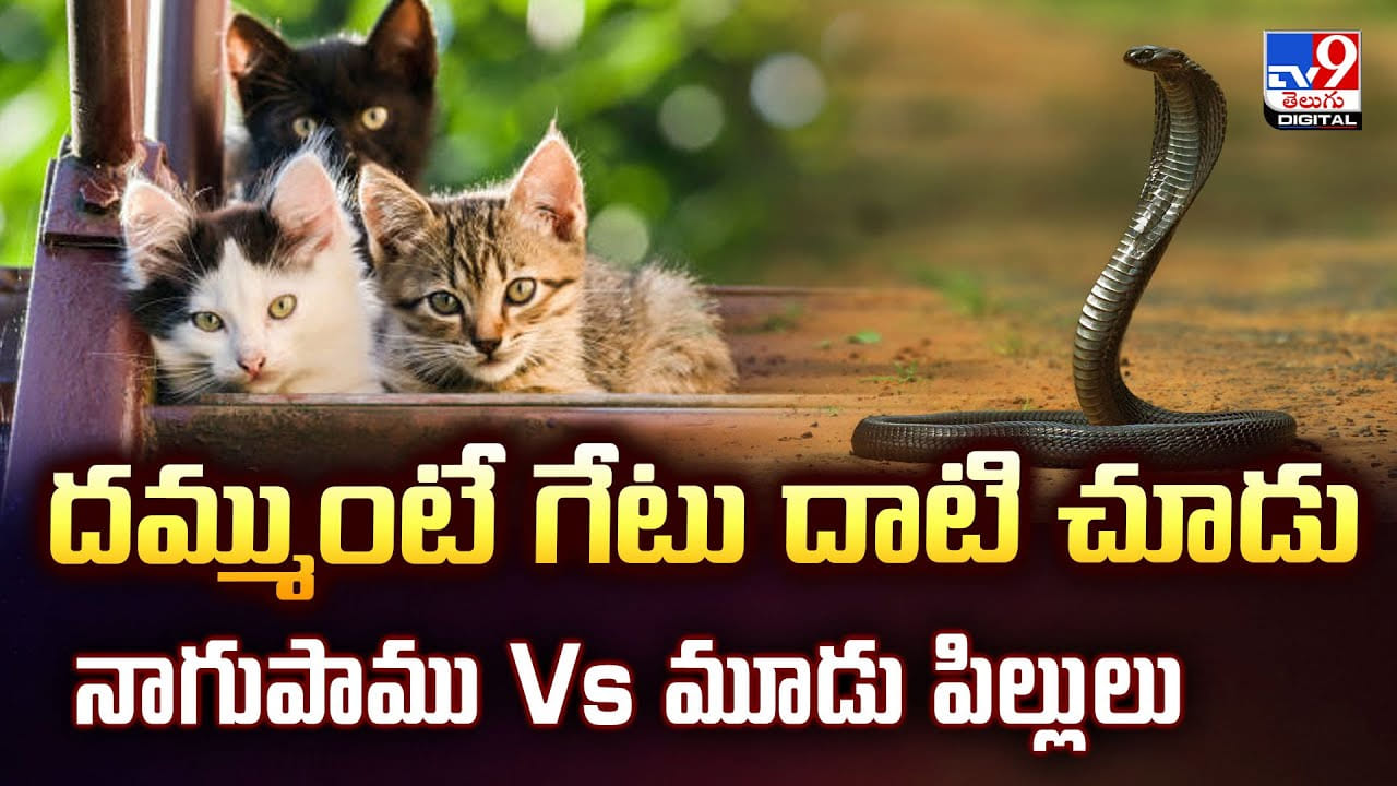 దమ్ముంటే గేటు దాటు.. పాము Vs మూడు పిల్లుల వీడియో