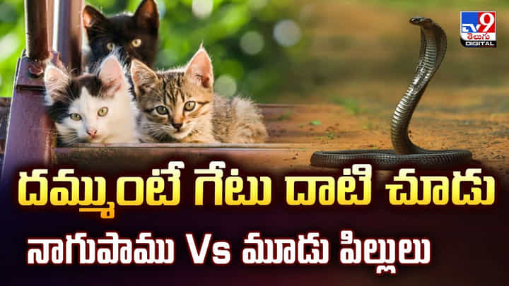 దమ్ముంటే గేటు దాటు.. పాము Vs మూడు పిల్లుల వీడియో దమ్ముంటే గేటు దాటు.. పాము Vs మూడు పిల్లుల వీడియో