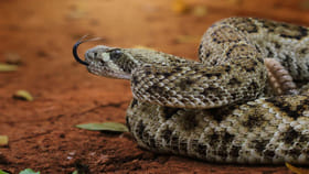 అమ్మవారి ఆలయంలో వింత శబ్ధాలు.. ఎంటాని తొంగి చూడగా గండె గుభేల్!