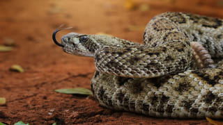 Viral Video: అమ్మవారి ఆలయంలో వింత శబ్ధాలు.. ఎంటాని తొంగి చూడగా గండె గుభేల్! వీడియో