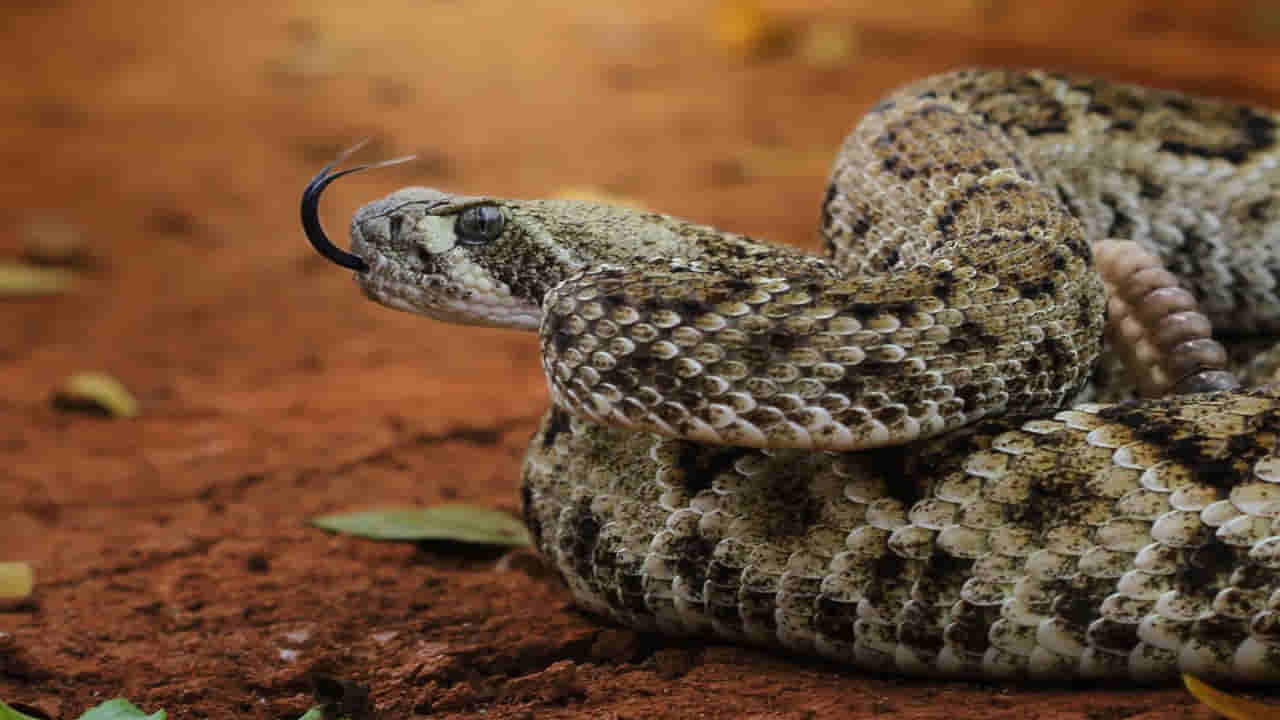 Viral Video: అమ్మవారి ఆలయంలో వింత శబ్ధాలు.. ఎంటాని తొంగి చూడగా గండె గుభేల్! వీడియో