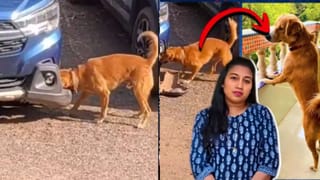 Viral Video: కంటపడ్డ 21 అడుగుల కొండచిలువ.. తరువాత ఏమి జరిగిందో చూడండి..!