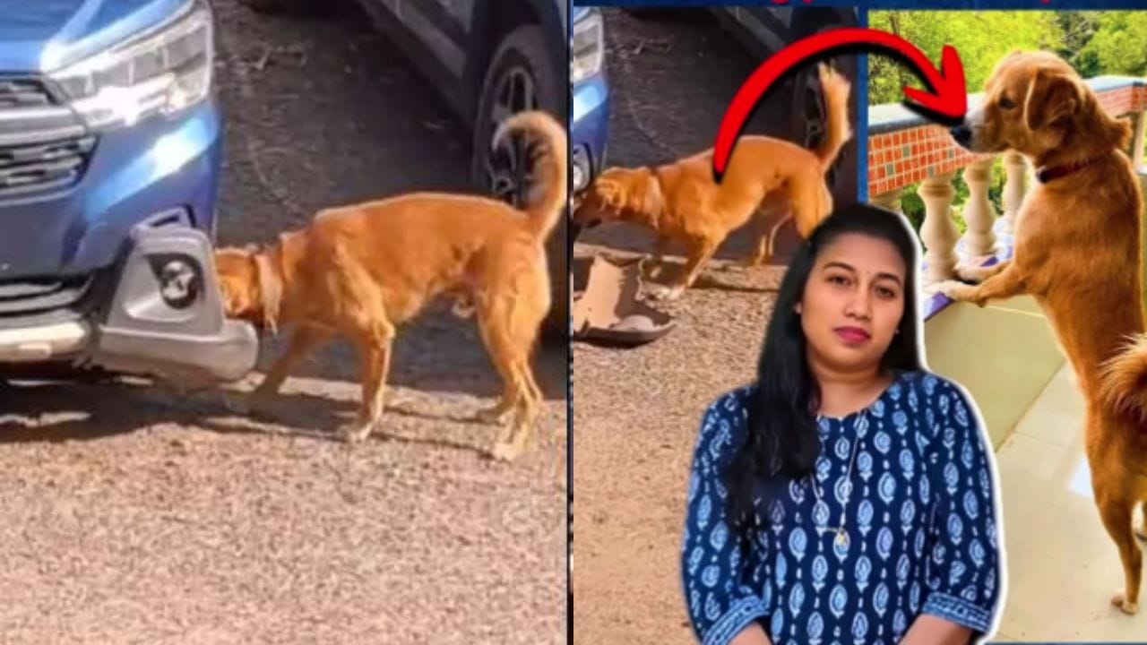 Viral News: ఆ కుక్క మాదే.. ఎక్కడైనా కనిపిస్తే చెప్పండి ప్లీజ్.. వైరల్గా మారిన యువతి పోస్ట్!