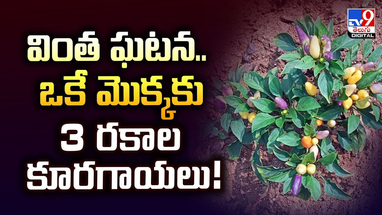 వింత ఘటన.. ఒకే మొక్కకు 3 రకాల కూరగాయలు
