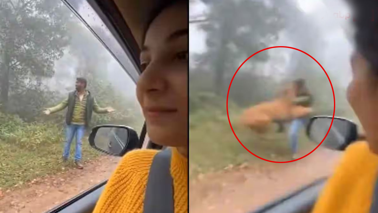 Viral Video: ప్రియురాలి ముందు బాయ్ఫ్రెండ్ ఫోటోలకు ఫోజులు.. అంతలోనే పులి వచ్చి ఏం చేసిందో చూడండి.. వీడియో వైరల్