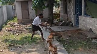 Watch Video: డబ్బాలో ఇరుక్కుపోయిన కుక్క తల.. తిసేందుకు ప్రయత్నించిన వ్యక్తి.. చివరకు